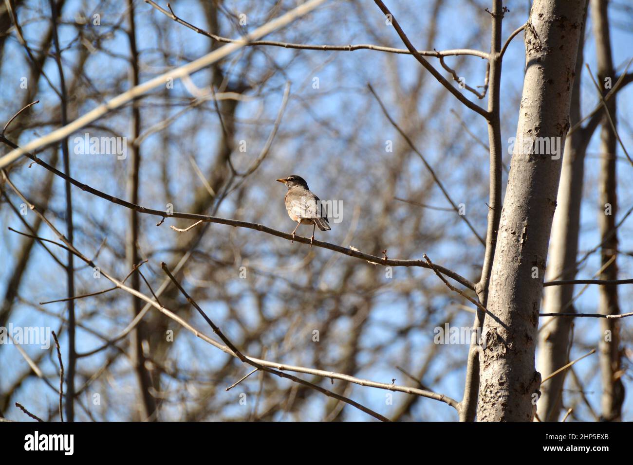 Le seul robin américain (Turdus migratorius) perché sur une branche d'arbre au début du printemps Banque D'Images