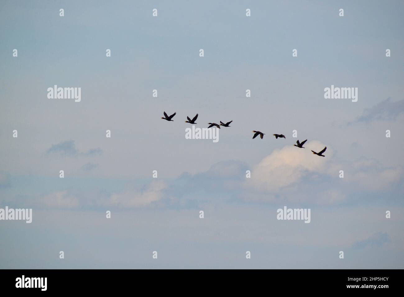 Troupeau de cormorans à double crête (Nannopterum auritum) volant haut dans le ciel au-dessus de la baie géorgienne Banque D'Images