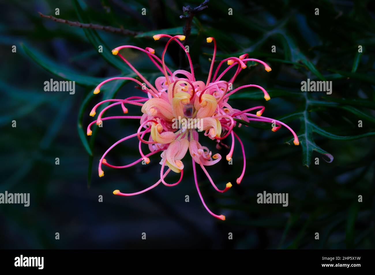 Grevillea superbe gros plan Banque D'Images