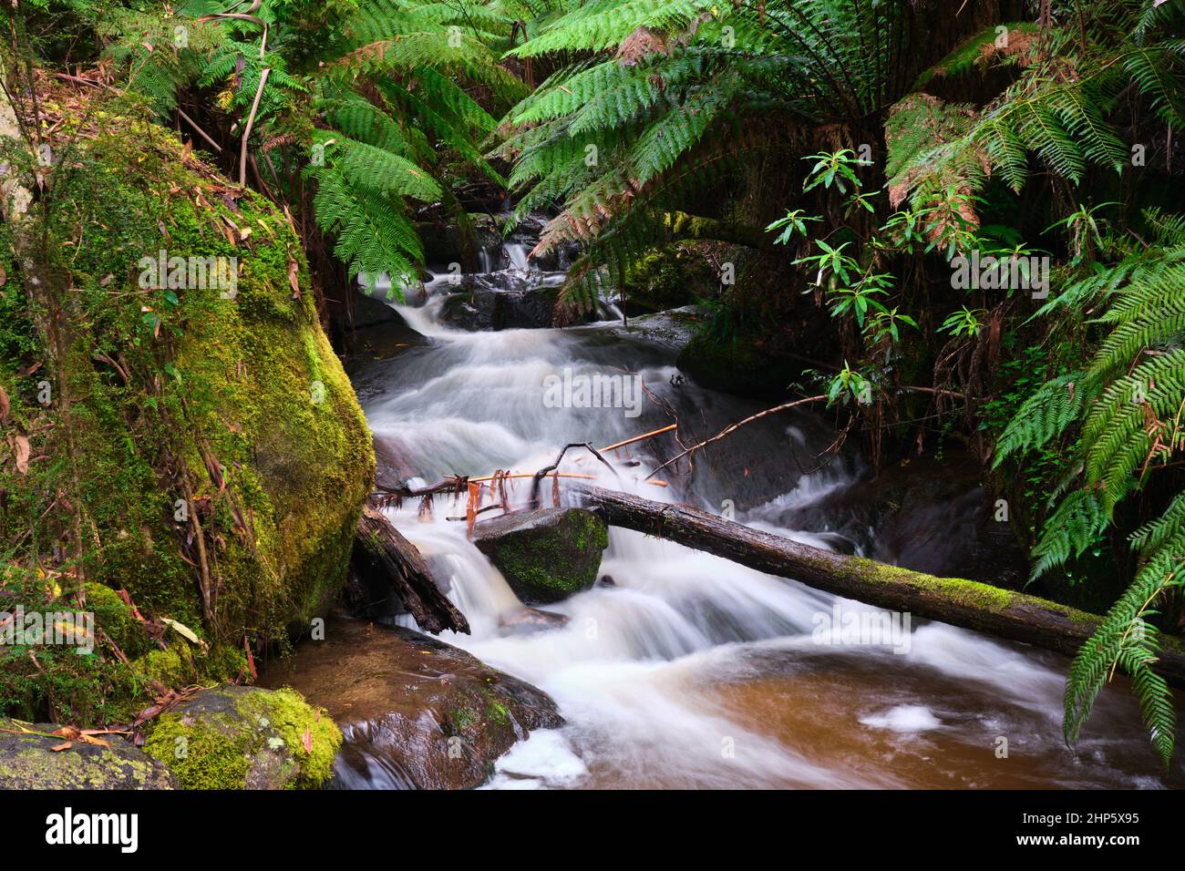 Parmi les Ferns Banque D'Images