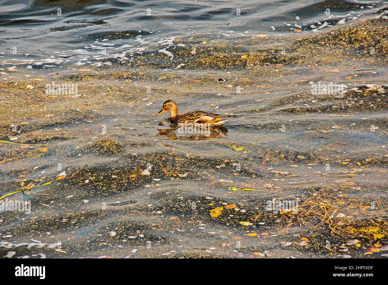 Canard nageant dans l'eau sale du lac. Problème écologique animal. Banque D'Images