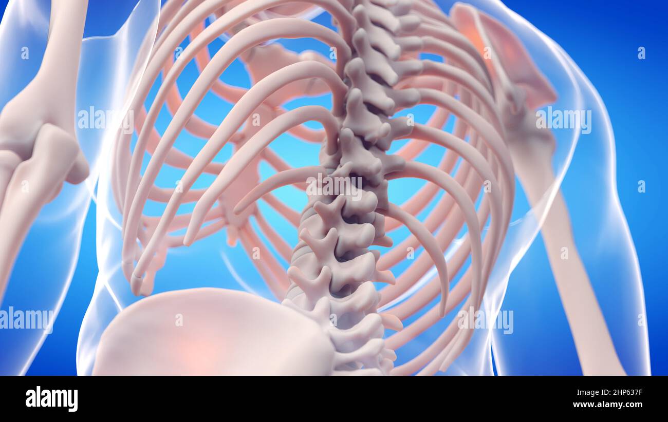 Dos squelettique, illustration. Banque D'Images