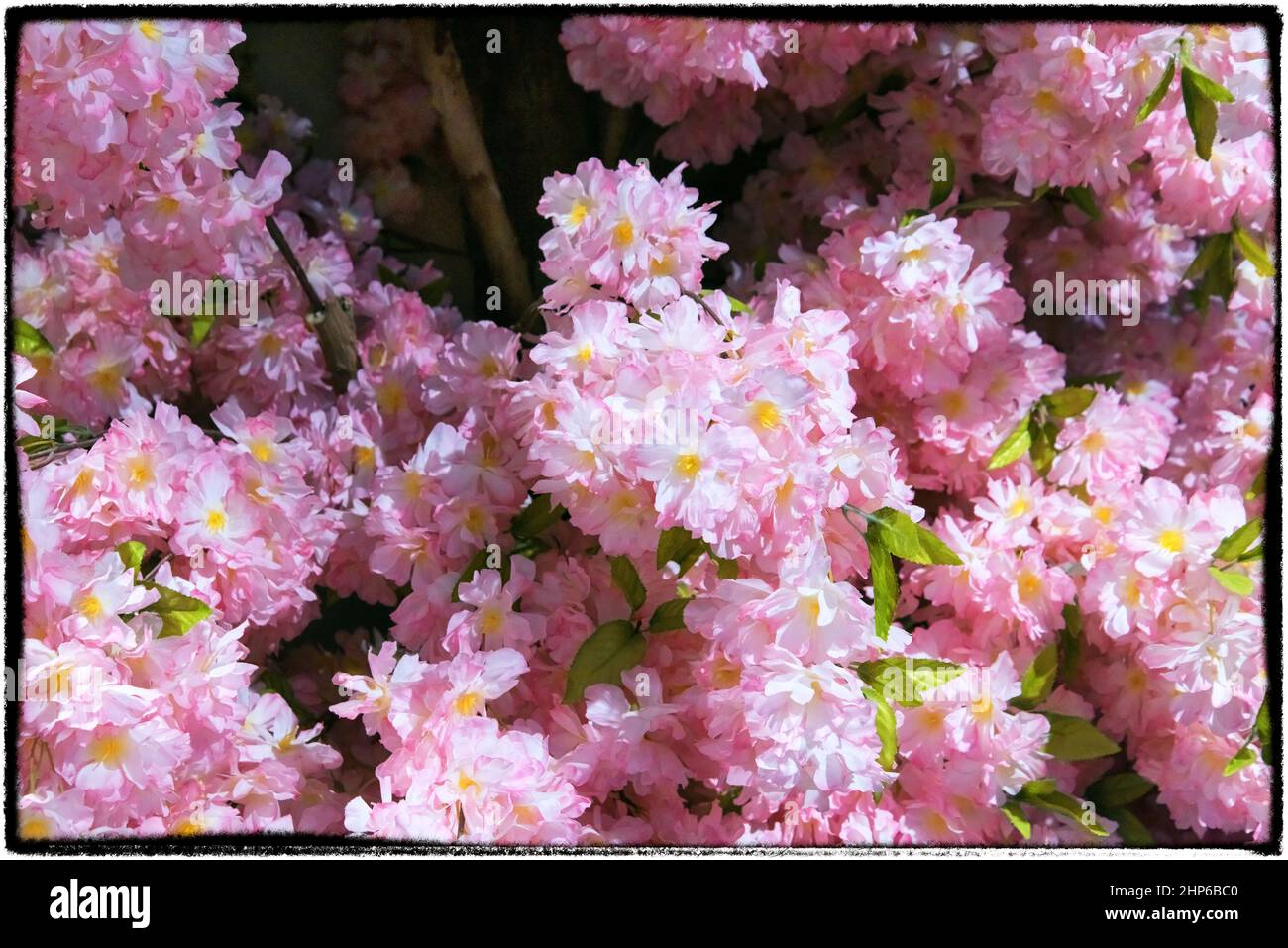 Fleurs roses Banque D'Images