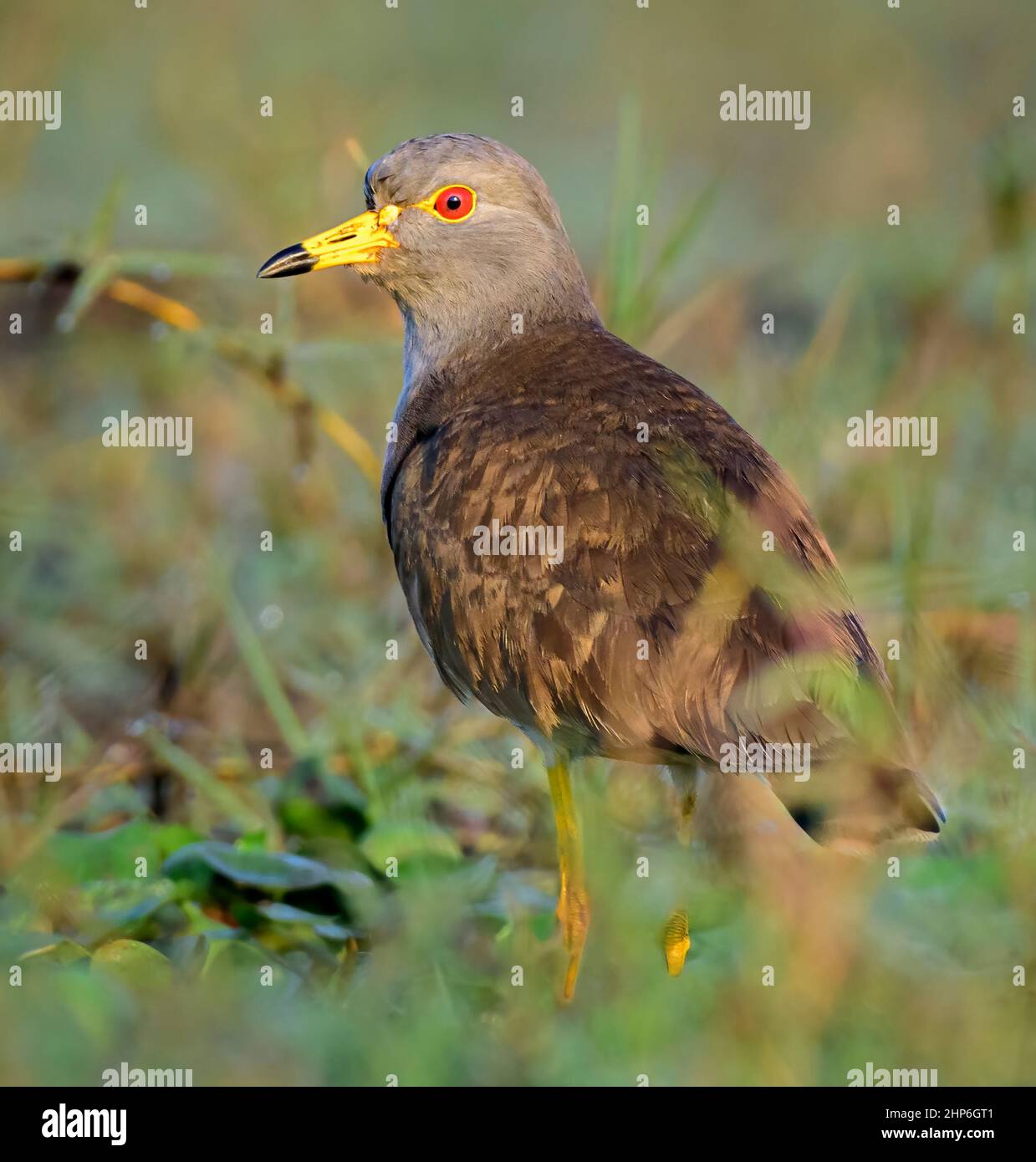 Oiseau de taille moyenne, laponge à tête grise, Vanellus cinereus perché sur une pelouse avec un espace de copie Banque D'Images