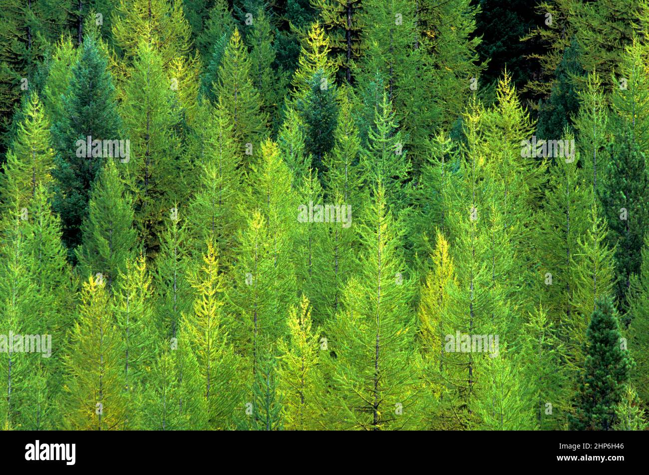 Forêt mixte de conifères dominée par le Larch occidental (Larix occidentalis), qui commence à se colorer à la fin de septembre. Banque D'Images