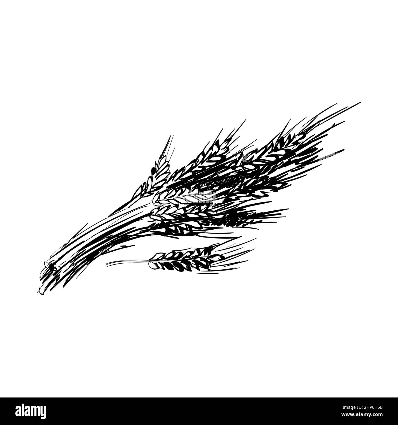 Illustration du vecteur d'esquisse dessiné à la main pour les oreilles de blé Illustration de Vecteur