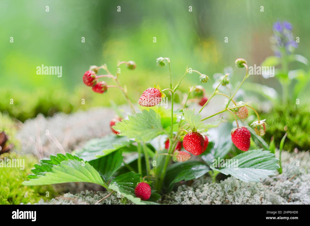 Une brousse de fraises sauvages en gros plan, avec des baies de différentes ripeness et feuilles vertes, pousse en mousse sur un fond organique défoqué. Sélection Banque D'Images