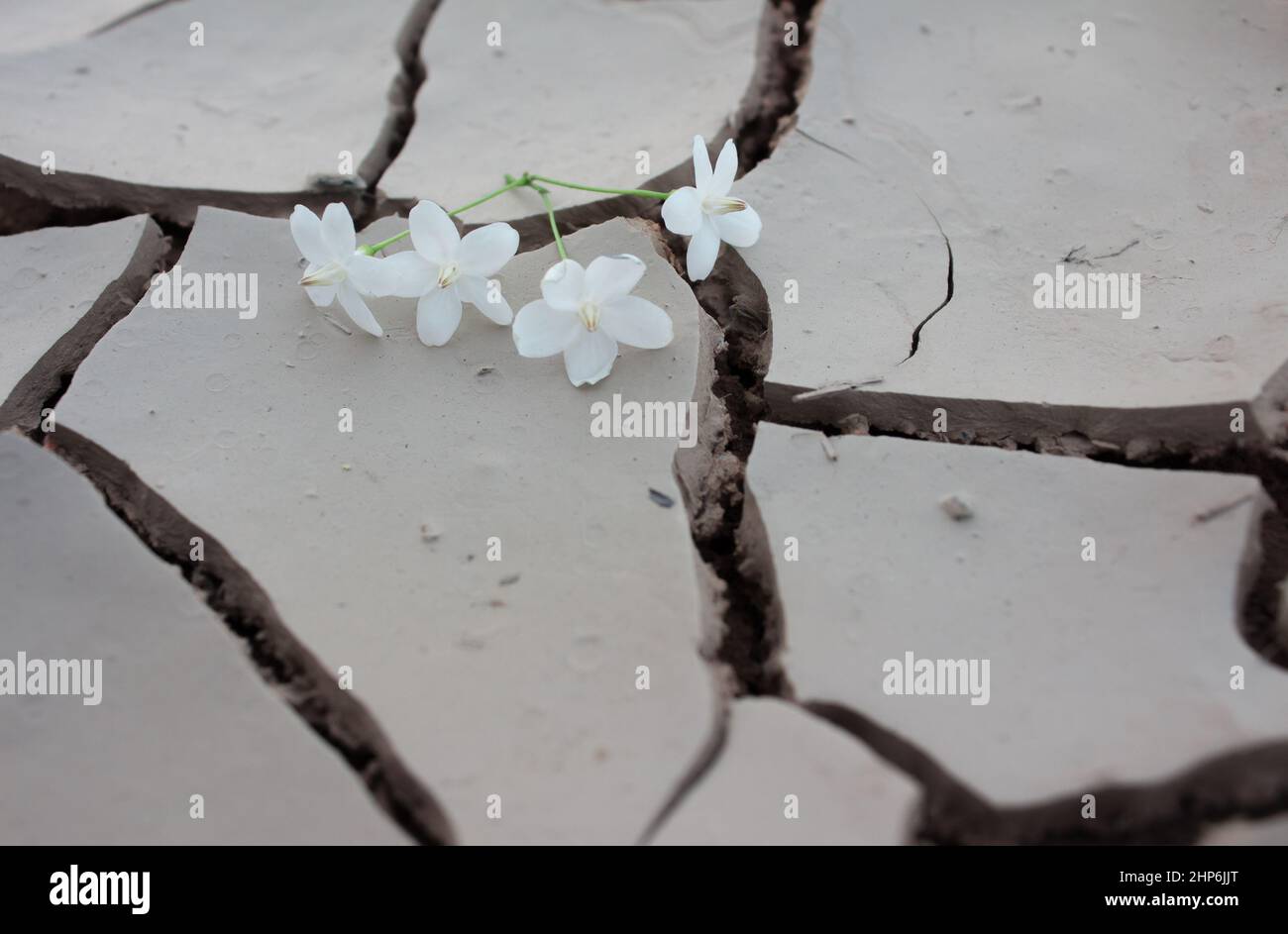 Fleur tombée sur fond sec de crack, Banque D'Images