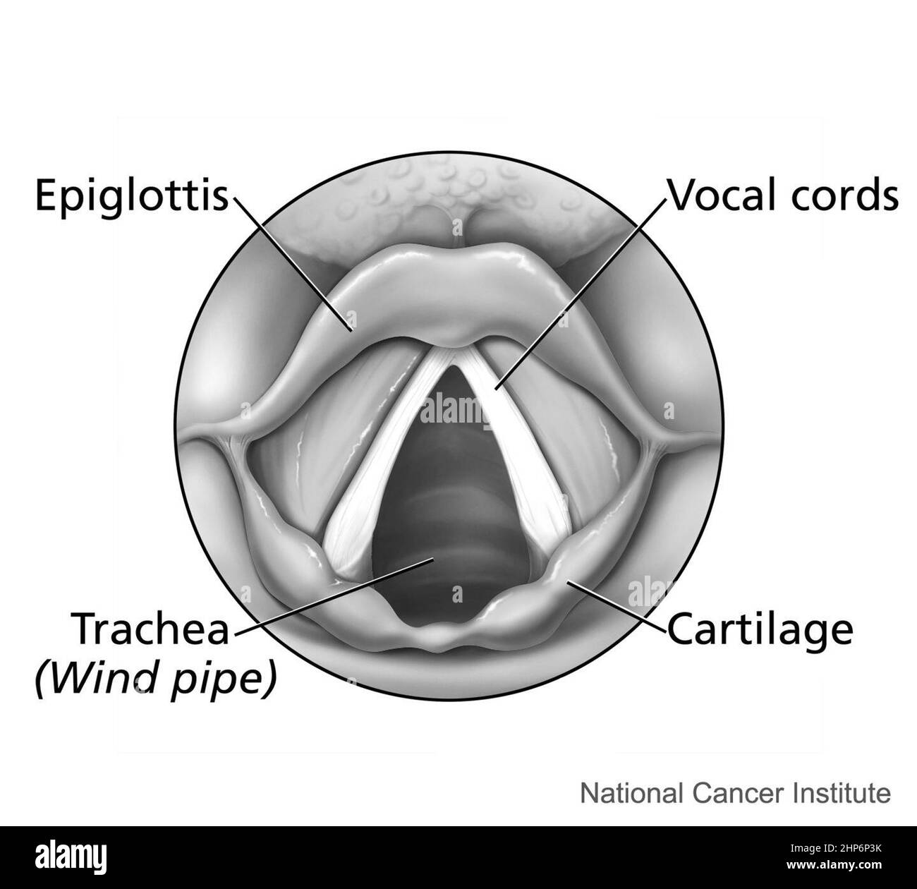 Une Vue De Dessus Du Larynx vue Avec Un Miroir L piglottis Les Une Vue De Dessus Du Larynx vue Avec Un Miroir L piglottis Les