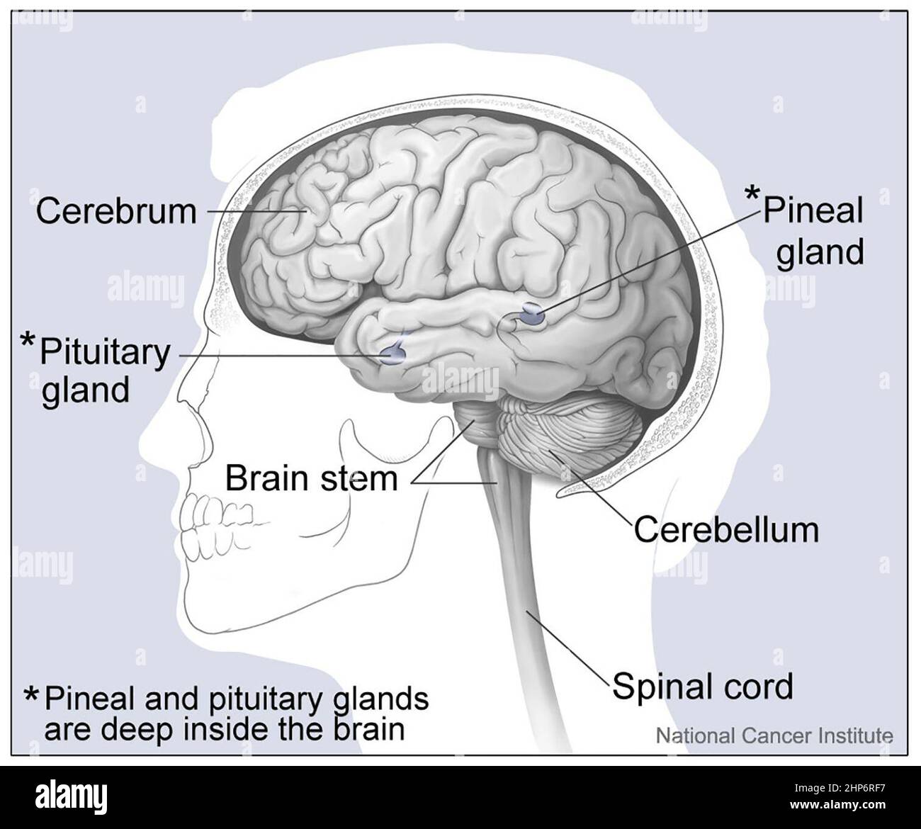 Les principales parties du cerveau, y compris la glande pinéale, le cervelet, la moelle épinière, la tige du cerveau, la glande pituitaire, et le cerebrum sont marqués ca. 2001 Banque D'Images