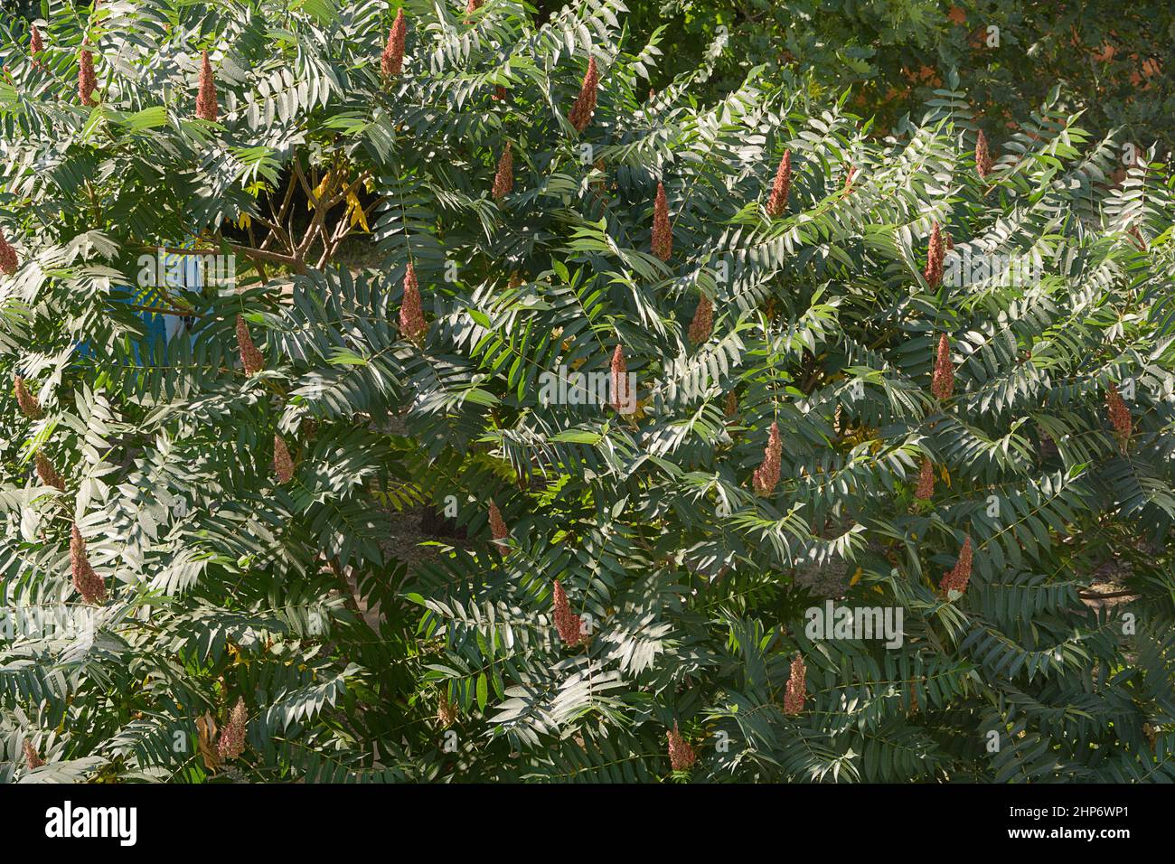 Rhus typhina est un Sumach avec des fleurs en velours en forme de bougie. Mise au point sélective. Banque D'Images