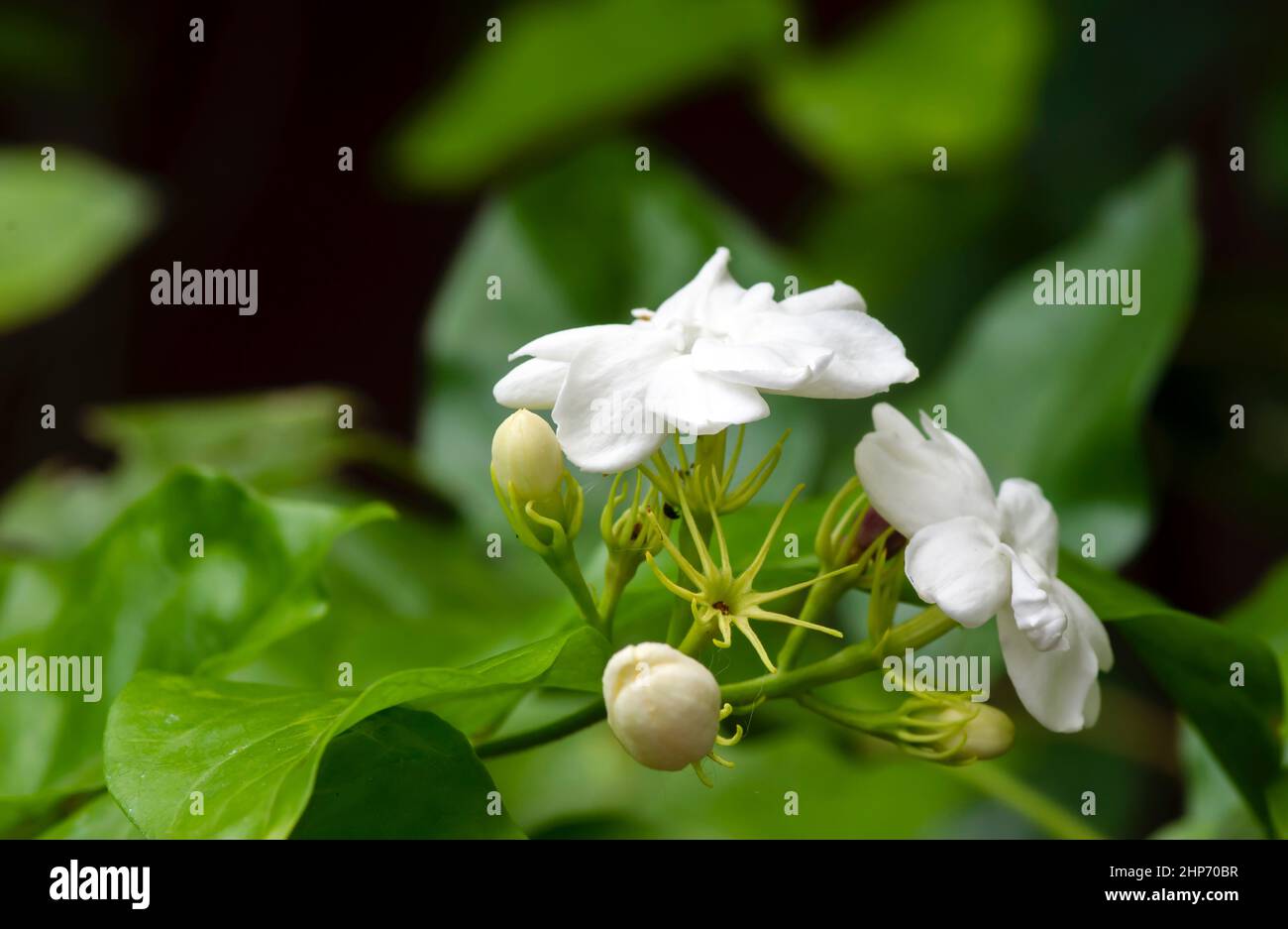 Fleur de thé de jasmin, jasmin arabe (Jasminum sambac) dans un foyer peu profond Banque D'Images