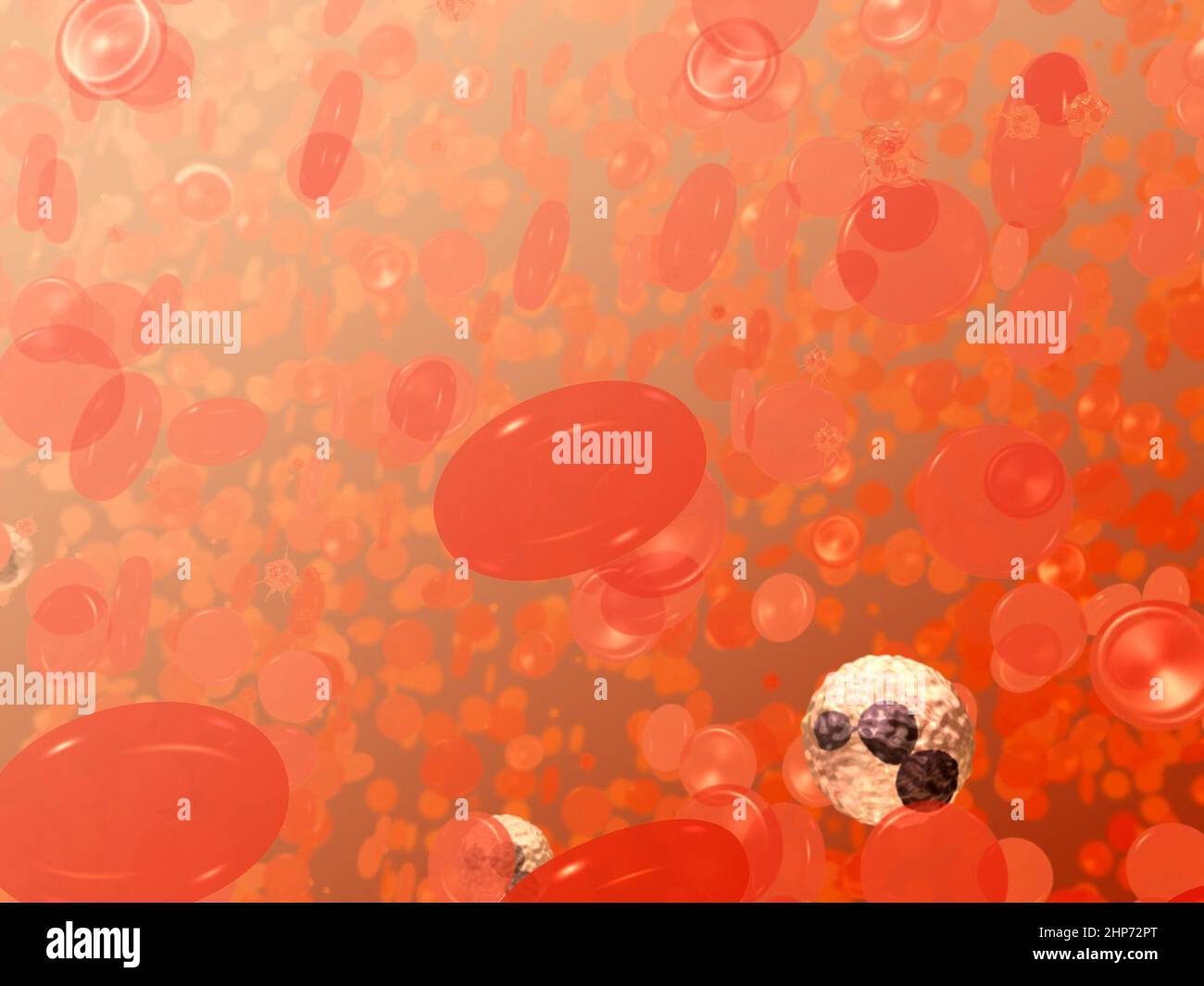 Il s'agit d'un champ de cellules sanguines. Les disques biconcaves sont des globules rouges ou des érythrocytes. La cellule blanche avec le noyau multilobé et violet foncé est un neutrophile, un type de globules blancs ou de leucocytes. Les plus petits objets de spikey sont les plaquettes ca. Juin 2002 Banque D'Images