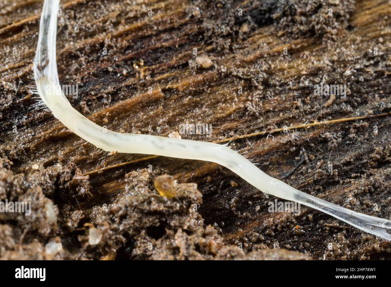Champignon gnat larve sur bois pourri Banque D'Images