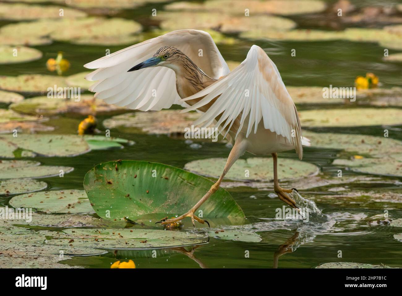 Una sgarza ciuffetto a caccia nelle acque dell'Oasi Lipu di Torrile (Parme, Italie) Banque D'Images