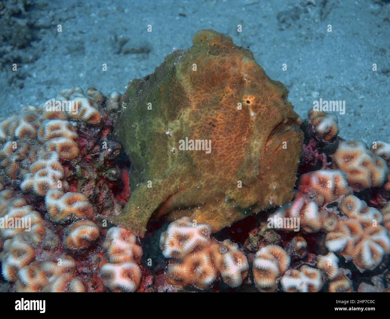 Un Frogfish géant (Antennarius commerson) dans la Mer Rouge, Egypte Banque D'Images