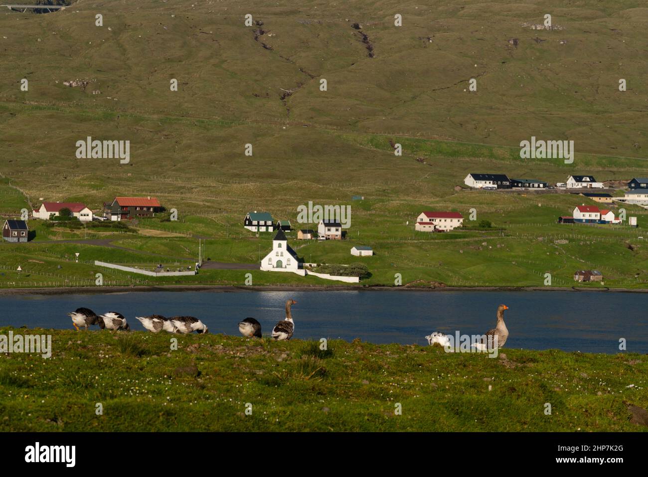 Bernaches grises (Anser anser) paître avec Oyar Kirkja en arrière-plan, île d'Eysturoy, îles Féroé, Danemark. Banque D'Images