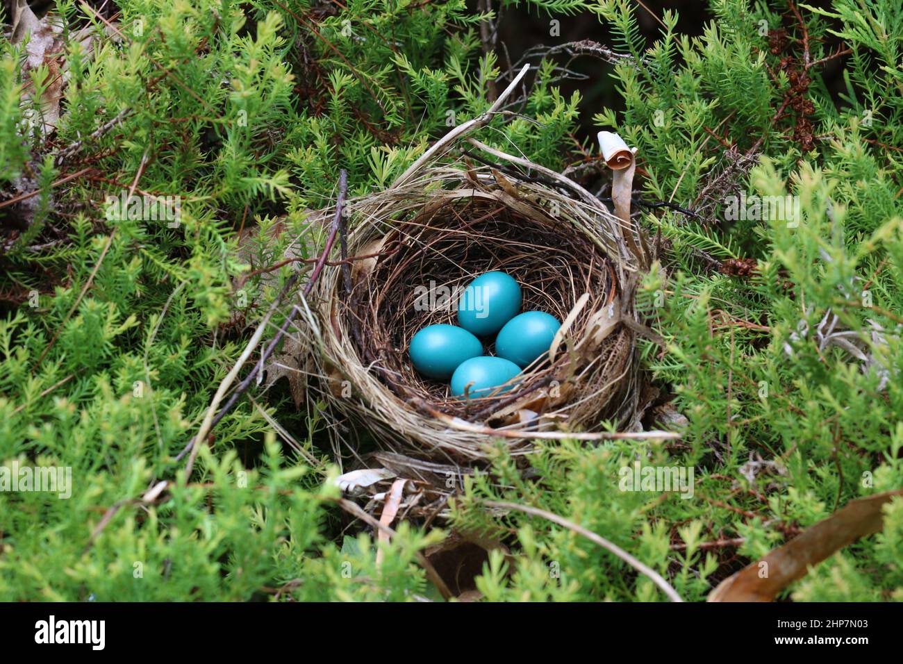 Un nid de quatre œufs bleus (oiseau gris) au printemps Banque D'Images