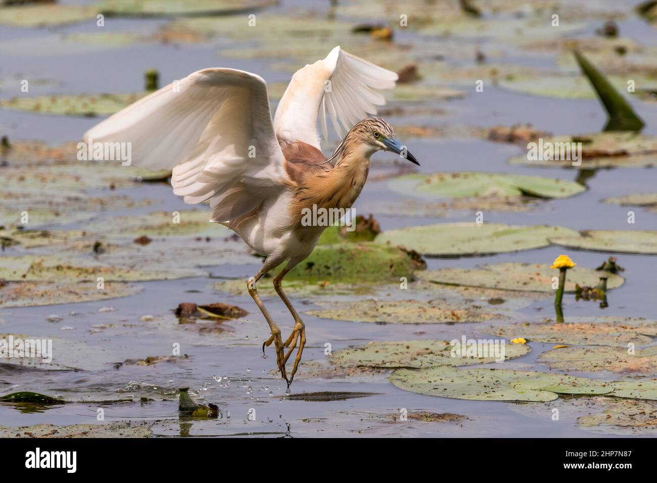 Una sgarza ciuffetto in volo sulle acque dell'Oasi Lipu di Torrile (Parme, Italie) Banque D'Images