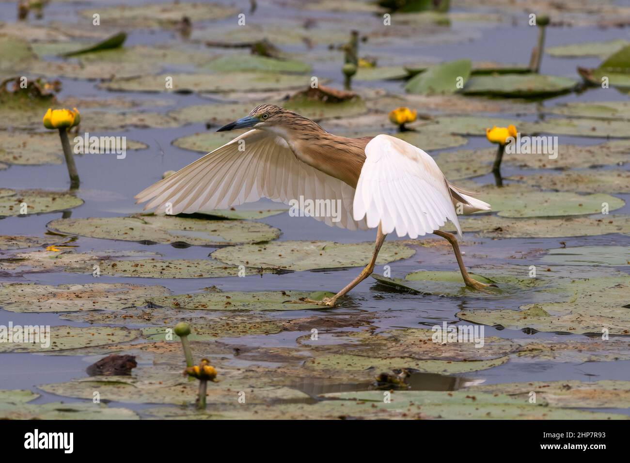 Una sgarza ciuffetto a caccia di pesce nelle acque dell'Oasi Lipu di Torrile (Parme, Italie) Banque D'Images