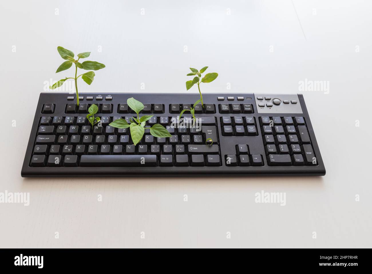 Clavier d'ordinateur noir après verrouillage. Les plantes vertes poussent  du clavier. Clavier PC sur fond blanc Photo Stock - Alamy