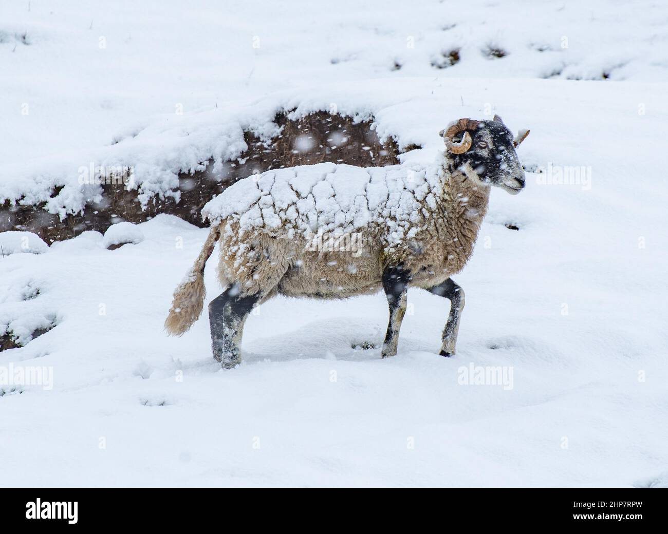 Chipping, Preston, Lancashire, Royaume-Uni. 19th févr. 2022. Une brebis Swaledale dans la neige qui a frappé Preston, Lancashire, samedi. Crédit : John Eveson/Alamy Live News Banque D'Images