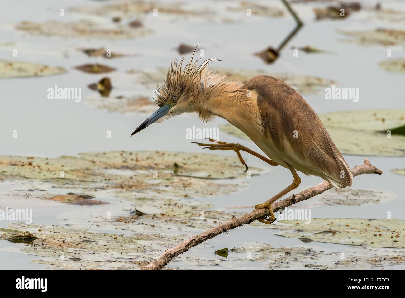Una sgarza ciuffetto è posata su di un ramo nell'Oasi Lipu di Torrile (Parme, Italie) Banque D'Images