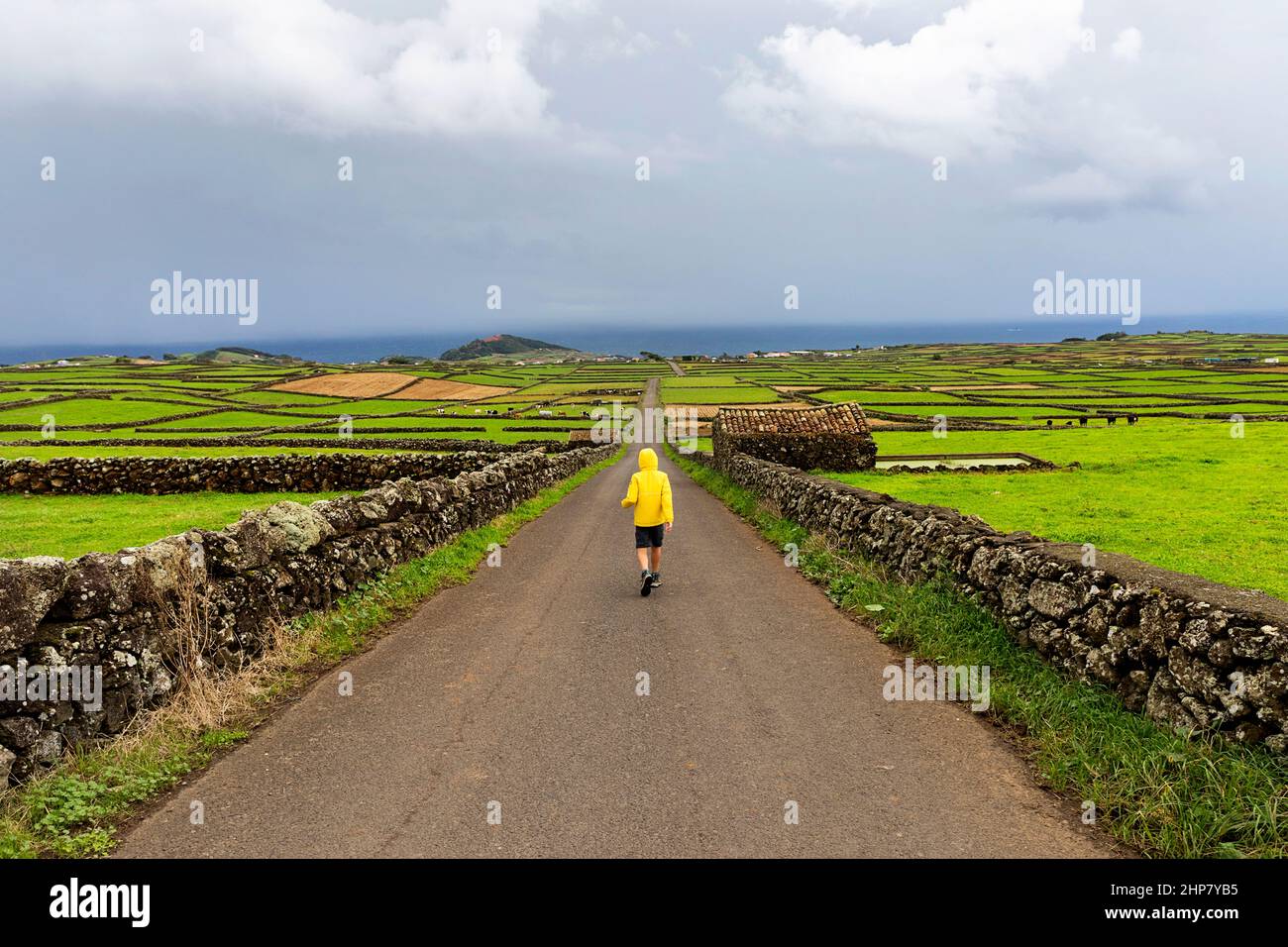 Garçon en blouson de pluie jaune marchant sur une route rurale par des murs de pierre et des pâturages, terceira, Açores, Portugal Banque D'Images