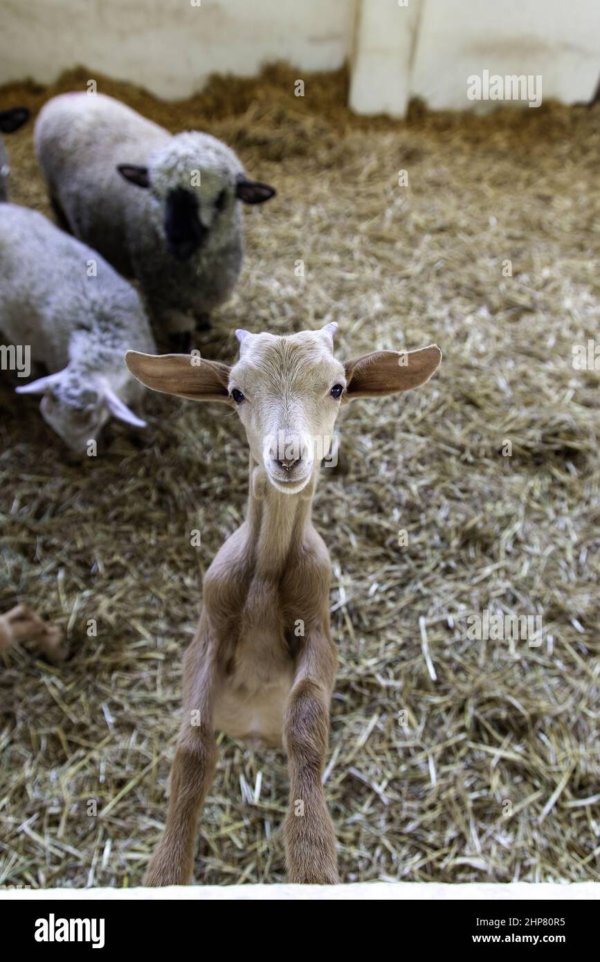 Chèvre dans la ferme animale, la vie rurale, l'industrie de l'élevage Banque D'Images