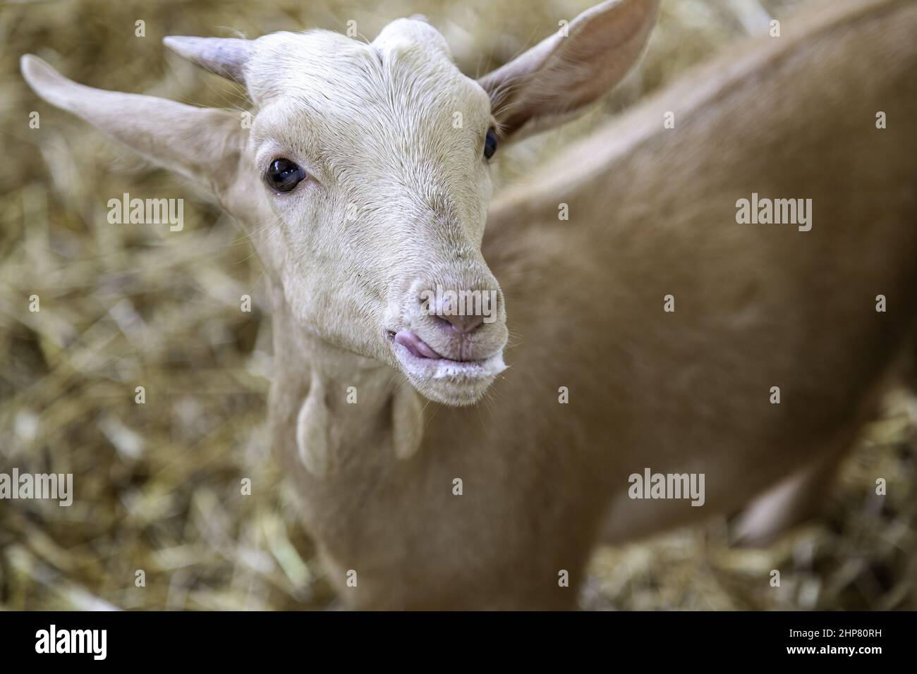 Chèvre dans la ferme animale, la vie rurale, l'industrie de l'élevage Banque D'Images