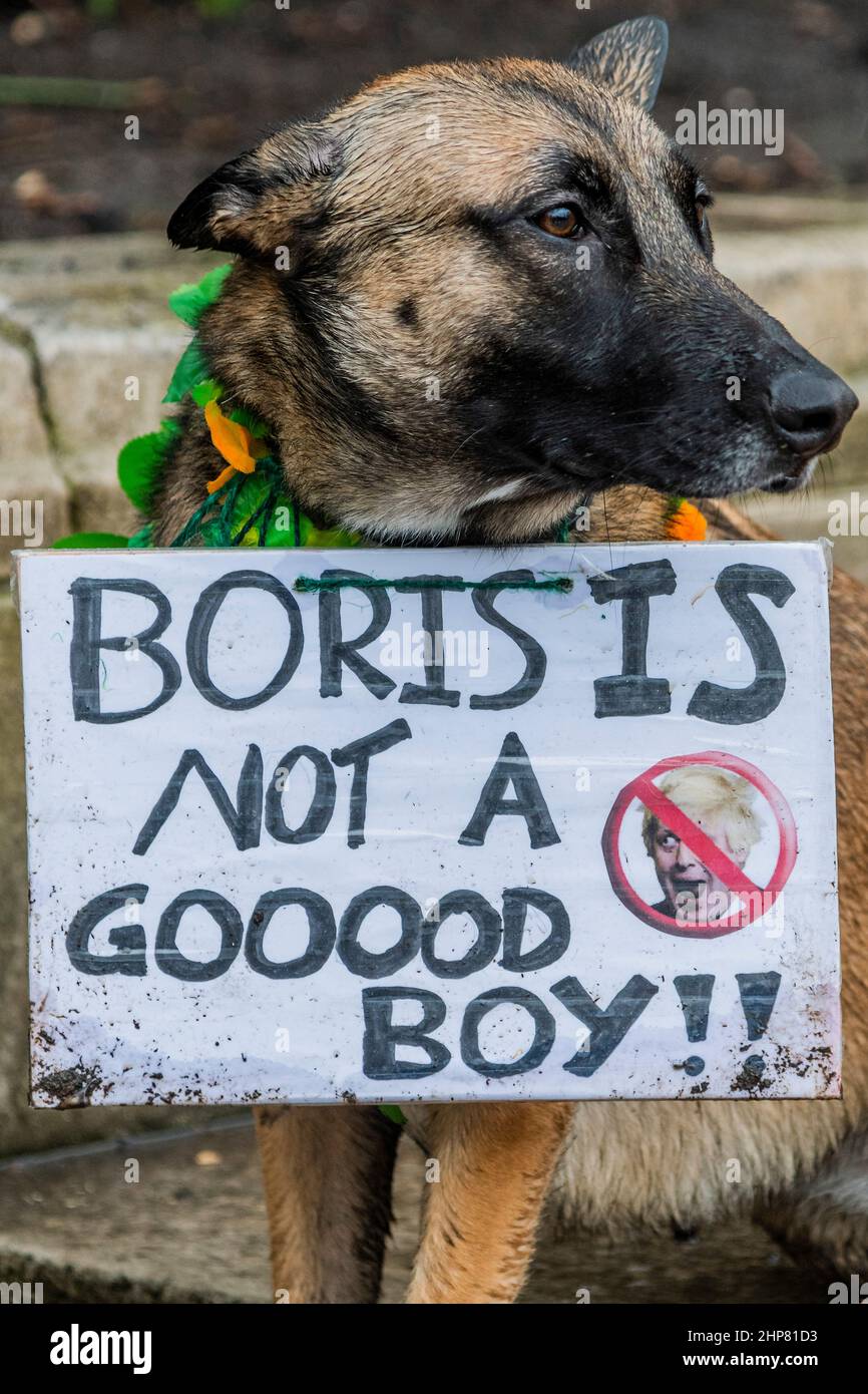 Londres, Royaume-Uni. 19th févr. 2022. Un chien prétend que Boris n'est pas un bon garçon - Uni contre Johnson proteste sur la place du Parlement. Organisée par le collectif Take Back Democracy, la manifestation est le lendemain de scandales autour des partis de Downing Street et des deuxièmes emplois. Crédit : Guy Bell/Alay Live News Banque D'Images