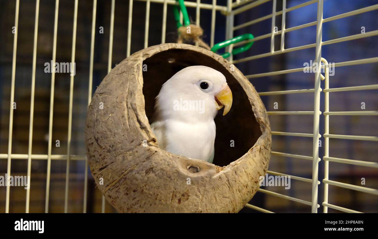 Un oiseau de rivage de Fischer pastel debout à l'intérieur d'une coquille de noix de coco qui est pendu à l'intérieur de sa cage, regardant l'appareil photo. Banque D'Images