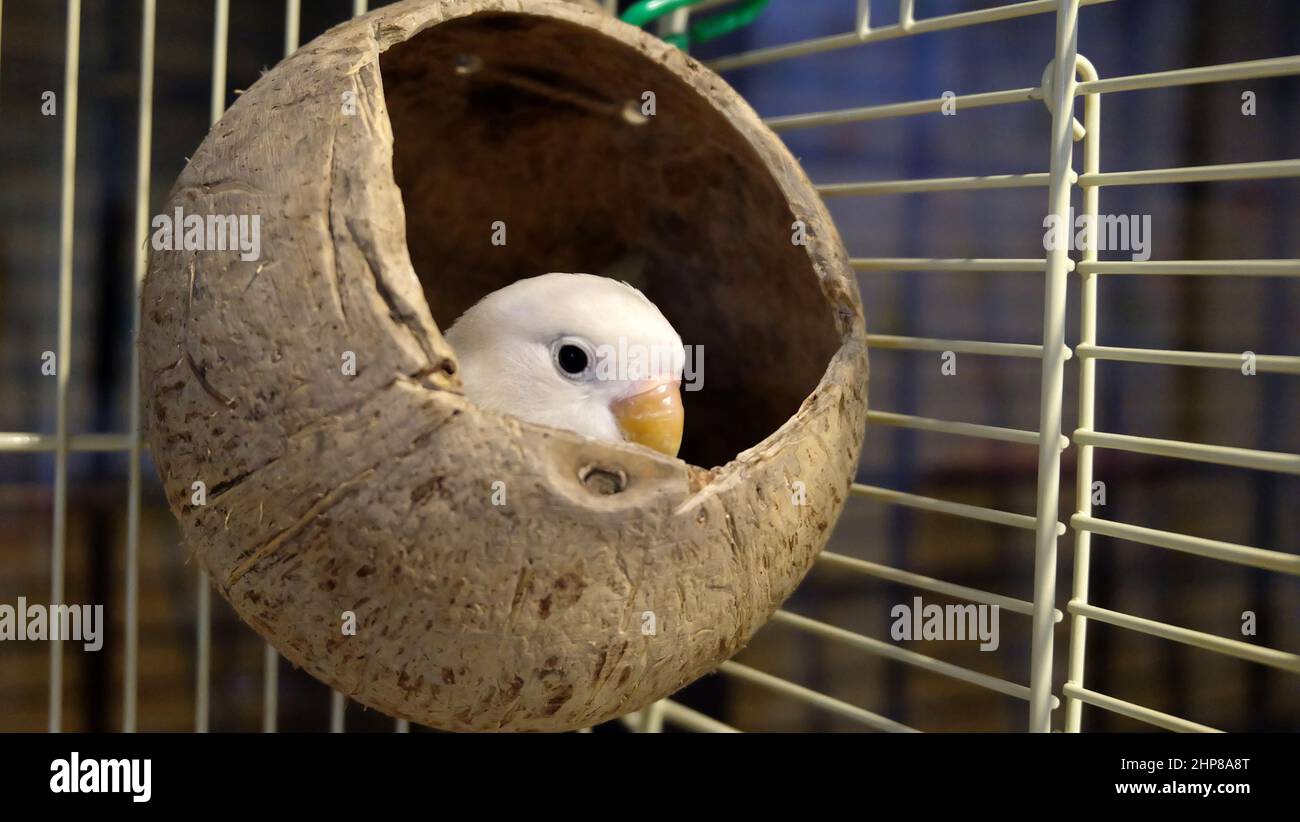 Un oiseau de lévelle de Fischer pastel se déchetant d'une coquille de noix de coco qui est pendu à l'intérieur de sa cage, avec seulement sa tête visible. Banque D'Images