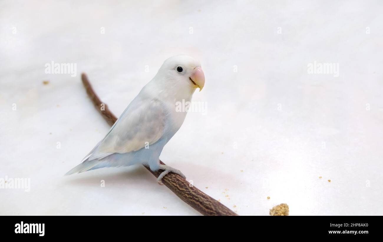 Un oiseau de rivage bleu pastel de Fischer se tenant sur un bâton de bois, qui est placé sur une surface en marbre, regardant la caméra. Banque D'Images