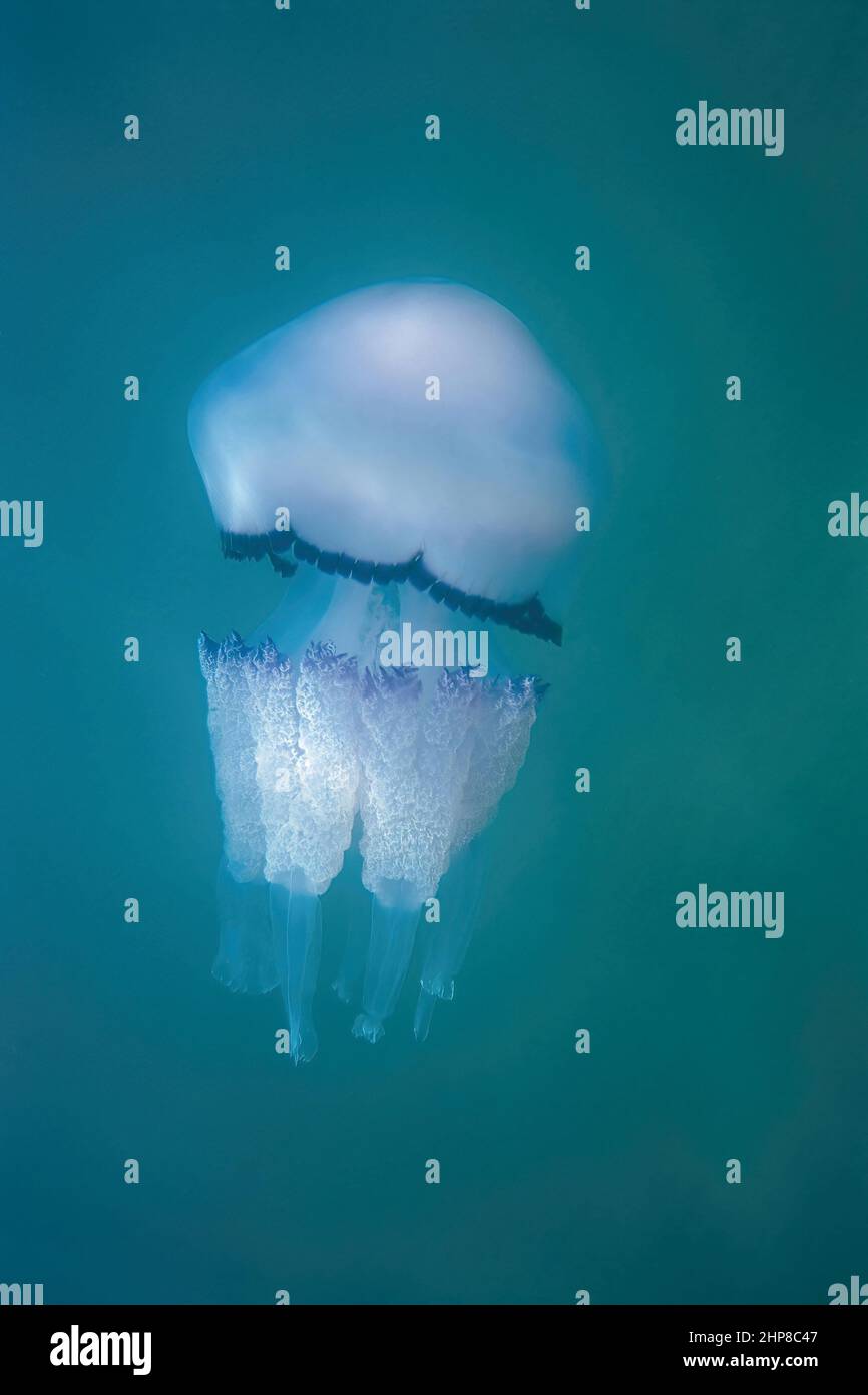 Spécimen de méduse à couvercle de poubelle, Rhizostoma pulmo; Rhizostomatidae Banque D'Images