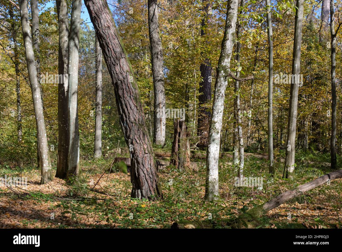 Stand d'arbre à feuilles caduques d'automne avec charmes et broken arbre, forêt de Bialowieza, Pologne, Europe Banque D'Images