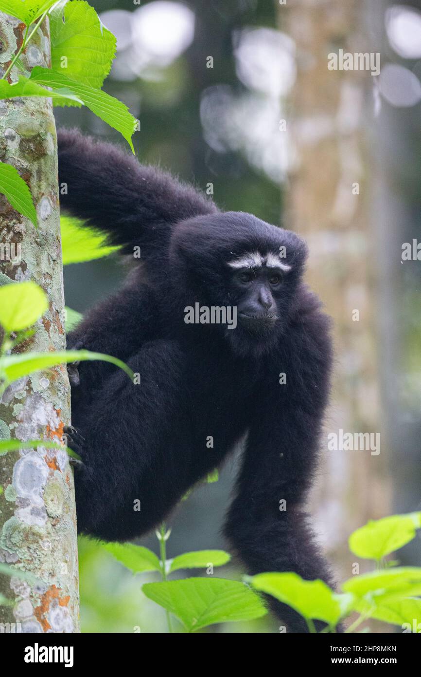 Mâle Hoolock Gibbon vu au sanctuaire de Hoollongapar Gibbon, Jorhat, Assam, Inde Banque D'Images