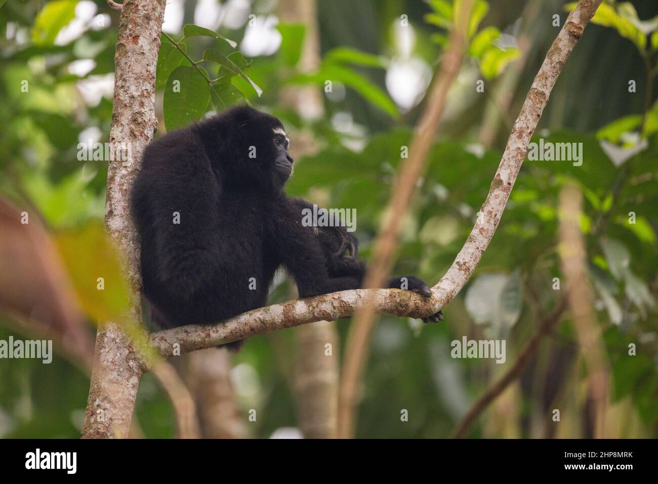 Mâle Hoolock Gibbon vu au sanctuaire de Hoollongapar Gibbon, Jorhat, Assam, Inde Banque D'Images