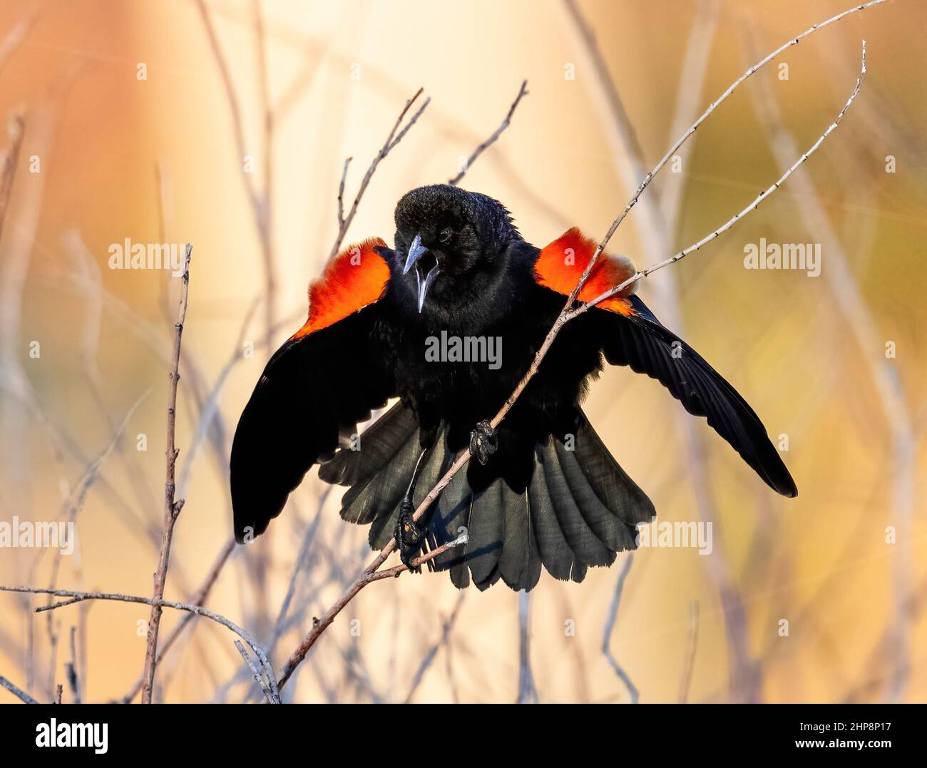 Un Blackbird ailé rouge avec des taches d'épaule colorées, appelant avec une queue fanée et des ailes ouvertes sur un fond jaune et doré. Banque D'Images