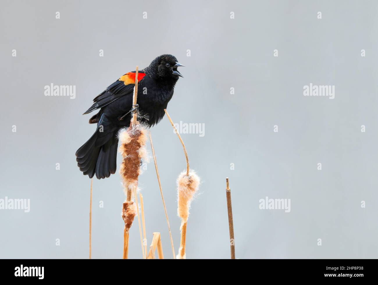Un jeune Blackbird ailé de rouge s'accrochant à la plus haute queue d'un petit groupe et appelant. Avec un arrière-plan neutre pâle. Banque D'Images