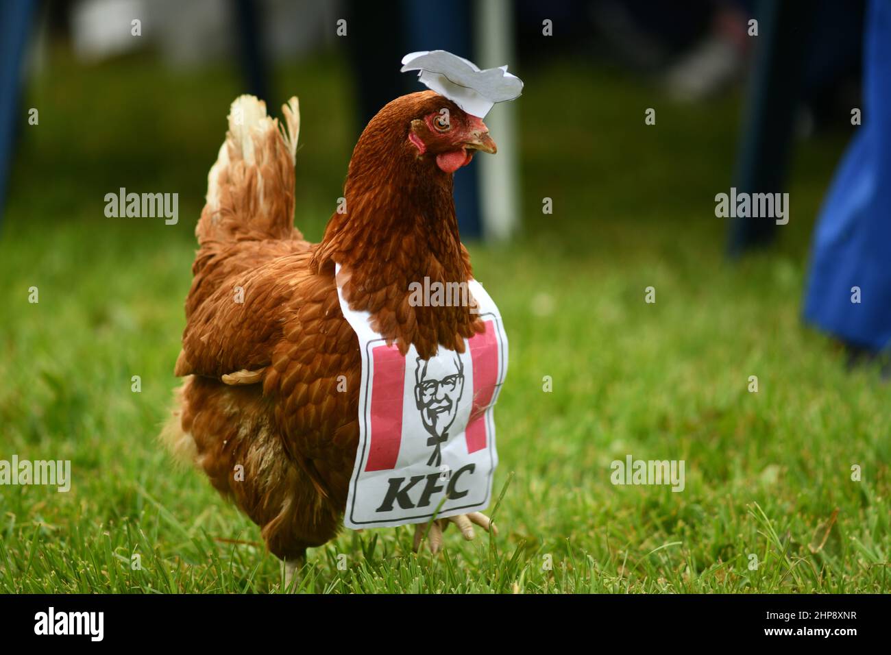 Greymouth, Nouvelle-Zélande, le 18 janvier 2022 : l'idée d'une blague de quelqu'un - un poulet sain à un pique-nique orné d'un chapeau de cuisine et d'un tablier KFC Banque D'Images