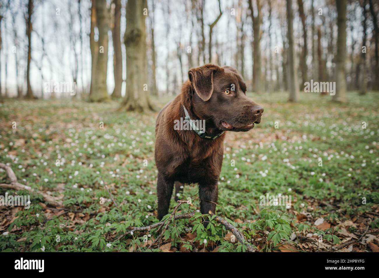 Un grand chien brun debout à côté d'une forêt Banque D'Images