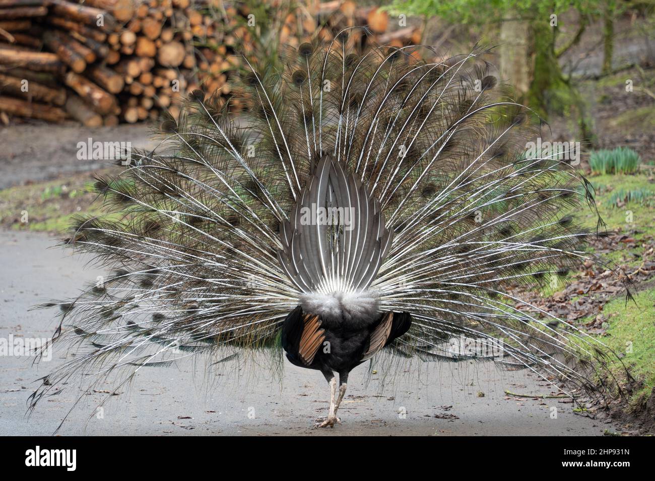 Peacock - vue arrière, sur une ferme de Northumberland, Royaume-Uni. Garder des oiseaux inhabituels est de plus en plus d'intérêt parmi ceux qui ont l'espace. Banque D'Images