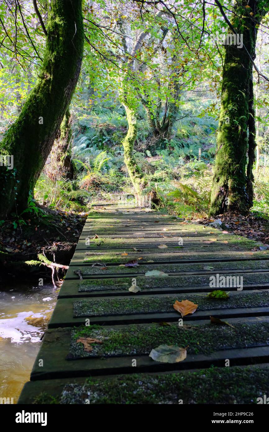 Pont en bois au-dessus d'un petit ruisseau en Angleterre, au Royaume-Uni Banque D'Images