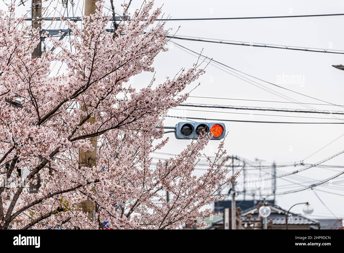 Kyoto, Japon cerisiers en fleur rose sakura au printemps avec feu rouge feu de signalisation le jour nuageux dans la zone urbaine d'Arashiyama et nobo Banque D'Images