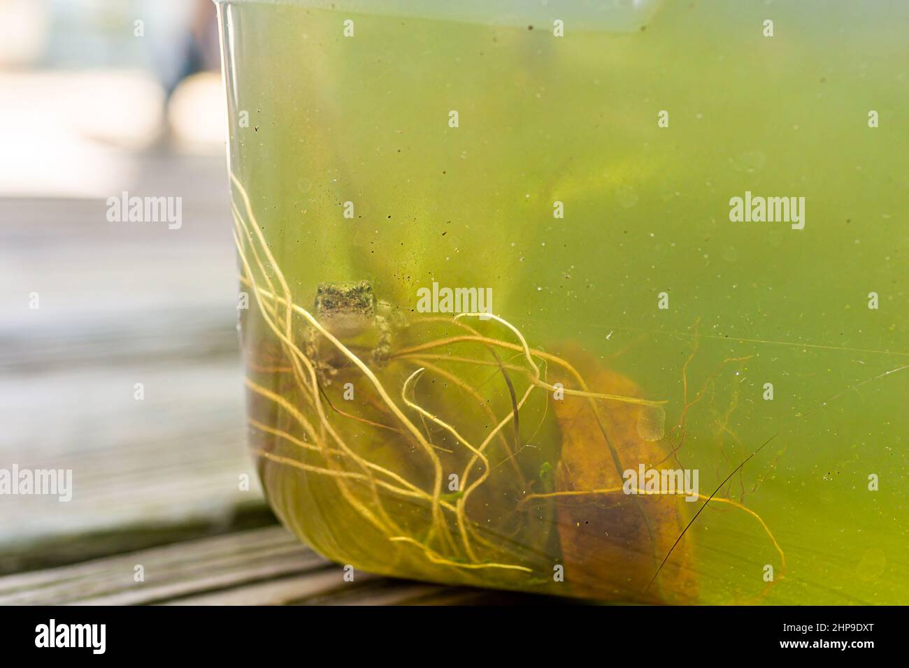 Gros plan macro d'un drôle mignon tadpole de Virginie treefrog natation dans l'aquarium avec les pieds sur le réservoir de plastique et les racines de plantes regardant c Banque D'Images