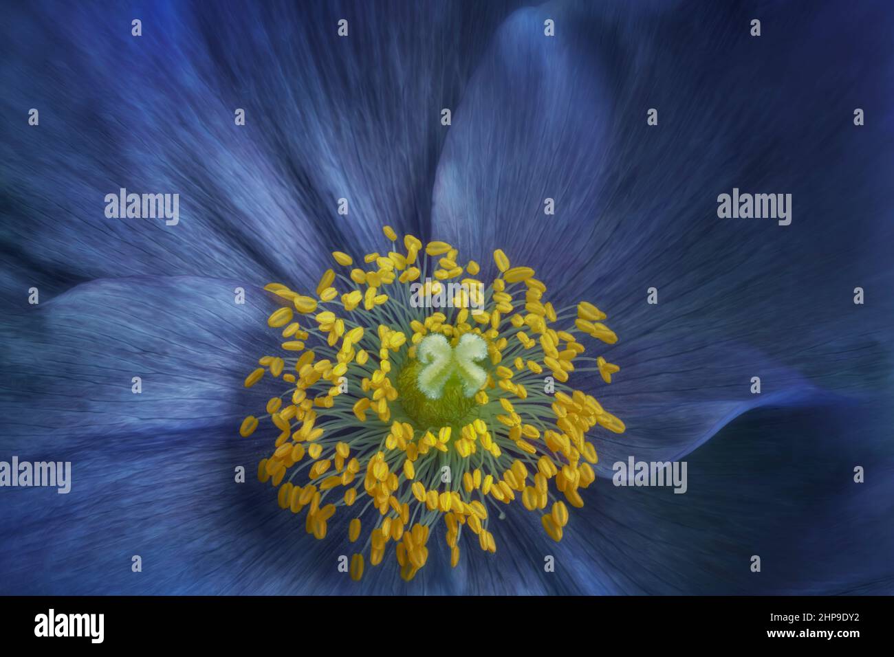 Gros plan du Blue Himalayan Poppy. Banque D'Images