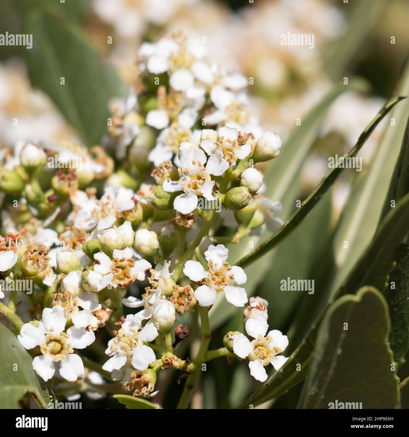 Inflorescence de la panicule racemose à fleurs blanches d'Heteromeles Arbutifolia, Rosaceae, arbuste à feuilles persistantes natif dans les montagnes de San Gabriel, été. Banque D'Images