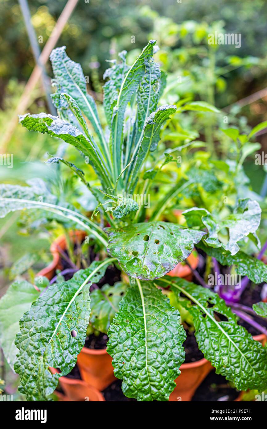 Gros plan vue verticale des plantes lacinato kale et kohlrabi qui poussent avec des insectes Caterpillar endommagent les feuilles mangées par des insectes nuisibles dans le jardin de la tour co en pot Banque D'Images