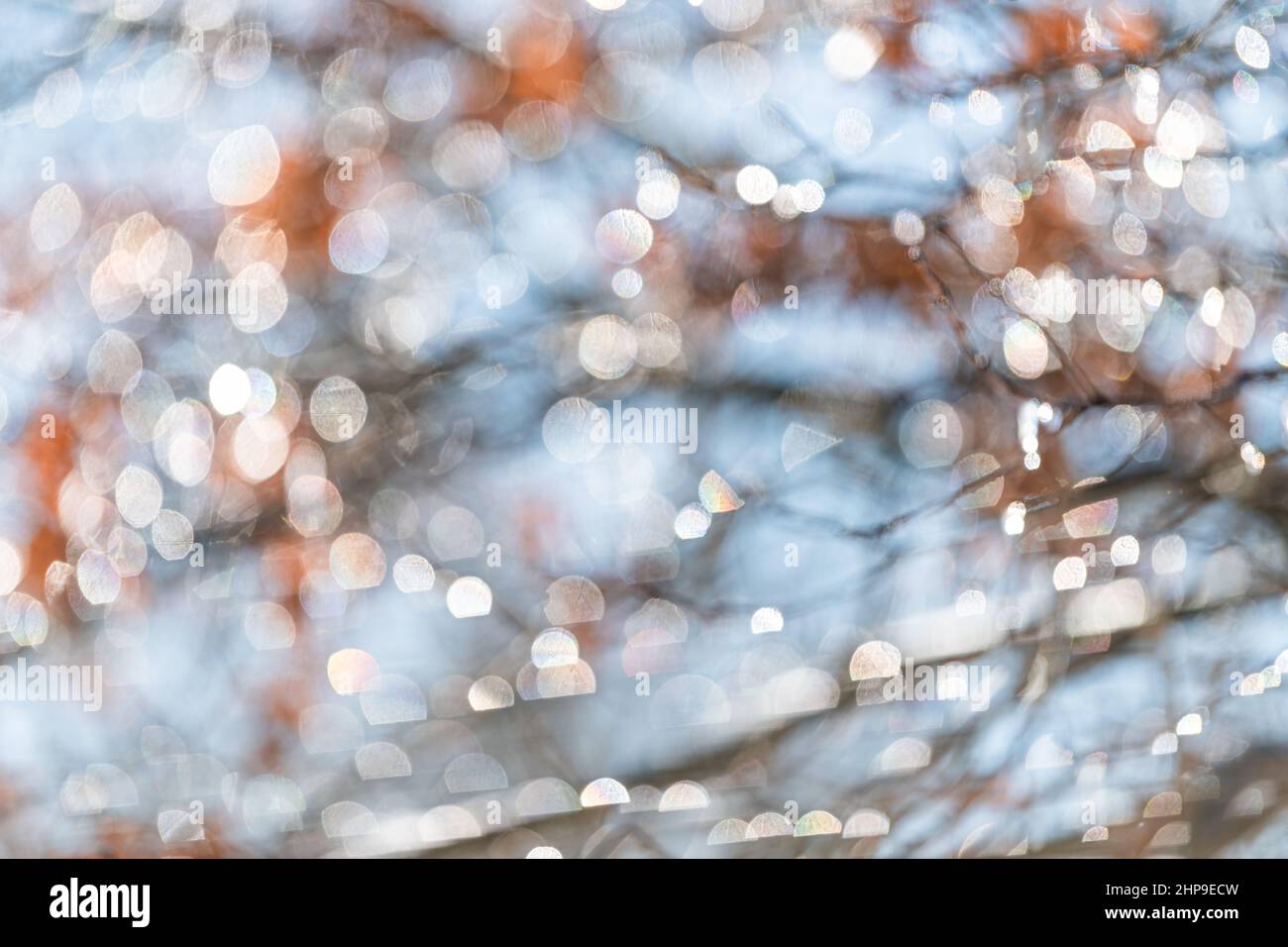 Gouttes d'eau résumé bokeh à l'automne branches d'arbre de chêne en Virginie avec fond flou et cercles brillants comme fond d'écran fait avec un sha Banque D'Images